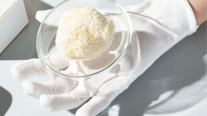 Image of lions mane in lab